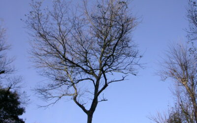 Joie de la conversion à l’amour du Seigneur!